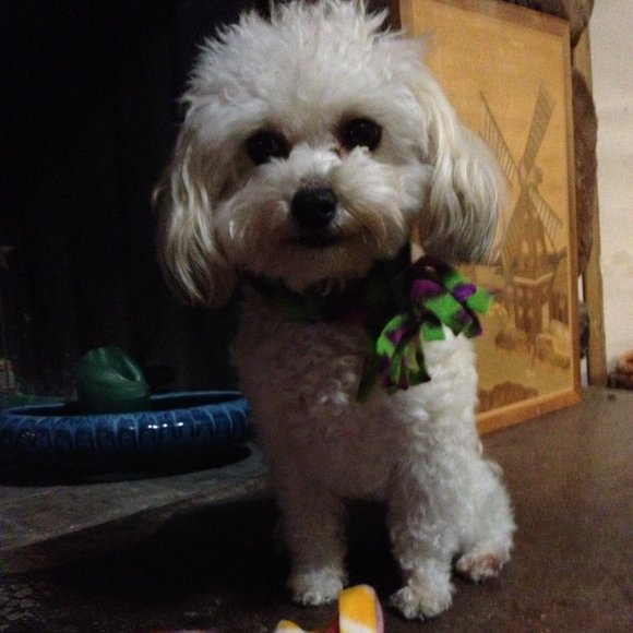 🔴 - 12" dog/cat muffler/scarf - Picture 2 of 7